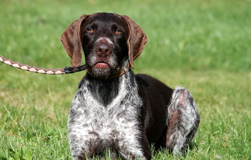 Hund Pitt liegt im gras an der leine