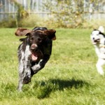 Hund Pitt rennt im gras