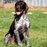Hund Pitt sitzt im gras bei schönem wetter