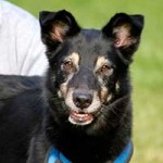 hund benno notfaelle tierschutzliga dorf