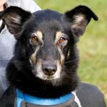 hund benno notfall tierschutzliga dorf