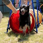 hund benno notfall tierschutzliga dorf agility