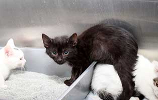 kater nandor notfall tierschutzliga dorf