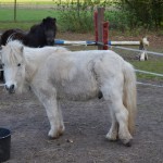 Shetty Ponystute Sissi und Mickey