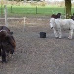 Shetty Ponystute Sissi mit Mickey auf der Koppel
