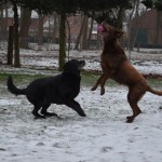 Labrador Hündin Fly spielt mit Ball