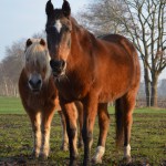 Haflinger Maika und Shagya-Araber Samira