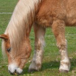 Haflinger Maika grast