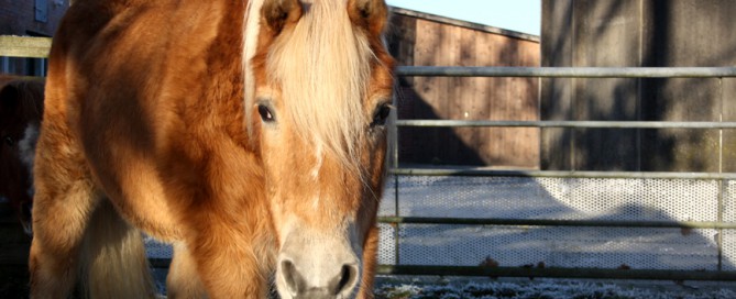 Pferd maika vor zaun