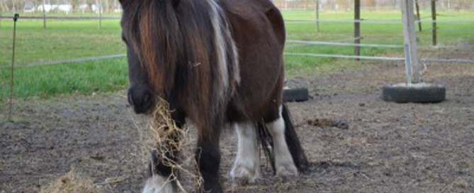 Ponystute sissi steht auf der koppel mit heu im maul