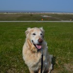 Golden Retriever Hund Samy auf Wiese