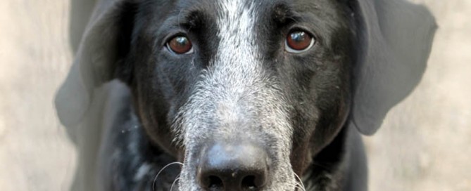 beitragsbild ben hund tierschutzliga dorf