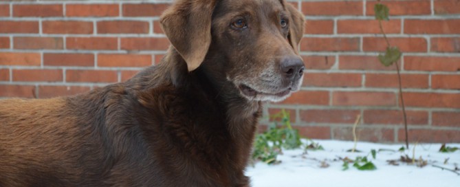 beitragsbild hund fly tierschutzliga dorf