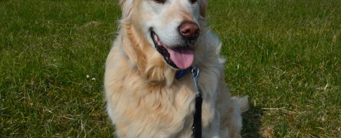beitragsbild hund retriever samy tierschutzliga dorf