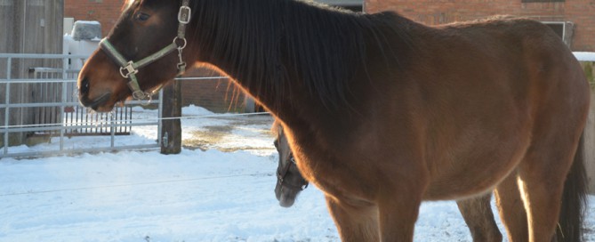 beitragsbild pferd perseidon wardenburg patenschaft