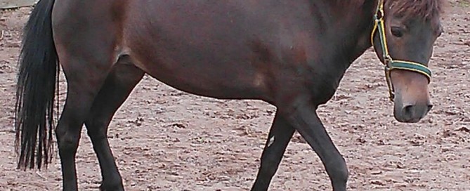 beitragsbild pferd tina wardenburg