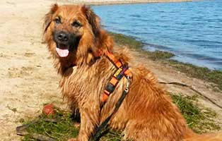 hund knut patentier01