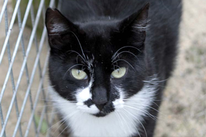 schwarz weisse Katze Kojack von vorn