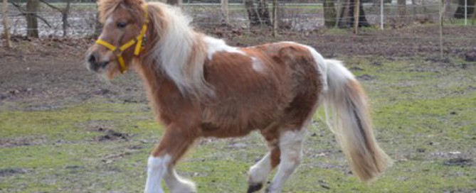 pony mary galoppiert auf der wiese