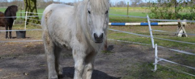 shetty mikey auf koppel