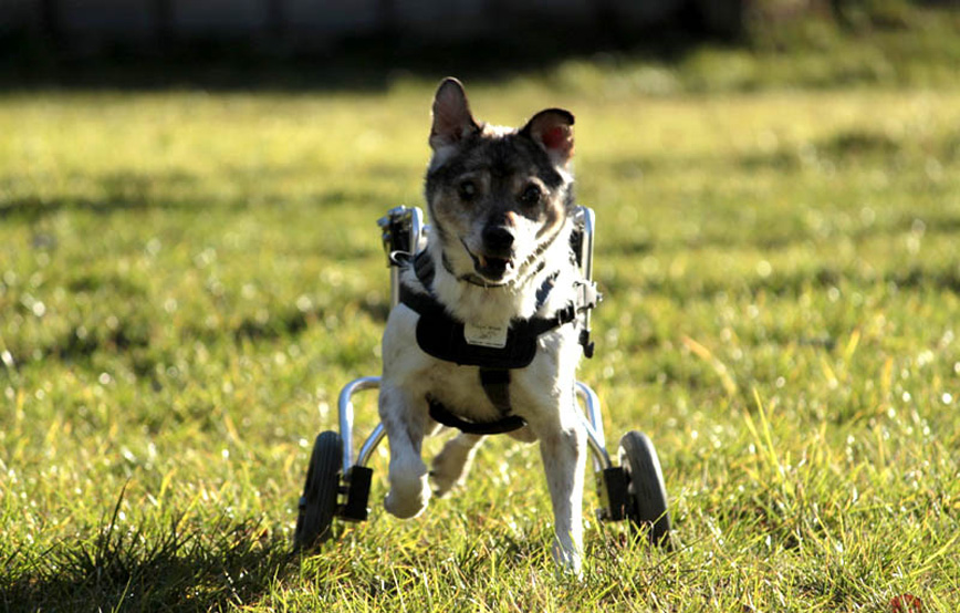 Hund mischu mit rolli auf der wiese