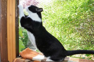 Katze kratzt am fensterrahmen auf einer decke