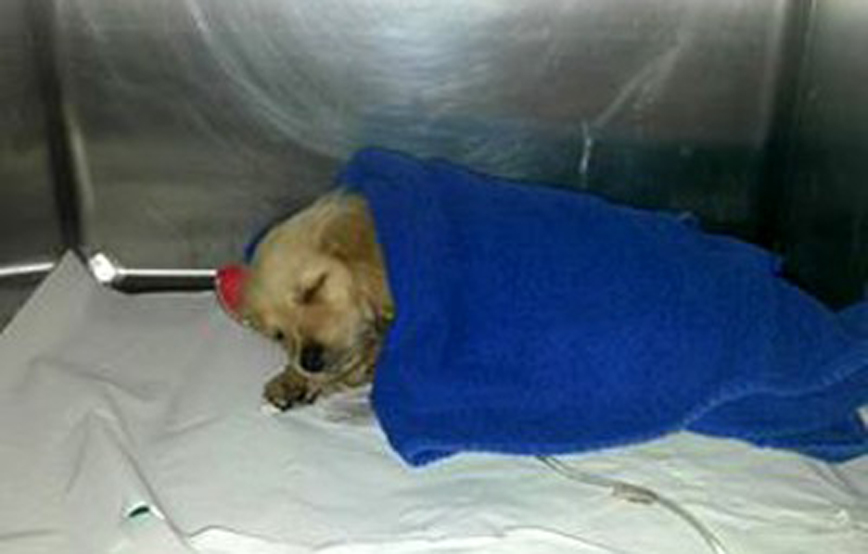 Hund sissi ist eingeschlafen trauriges