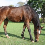 Shagya-Araber Pferd Samira frisst Gras