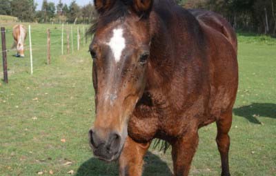 beitragsbild pferd samira wardenburg tierschutzliga