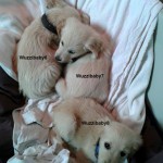 drei Hunde Sissi Decke Halsband