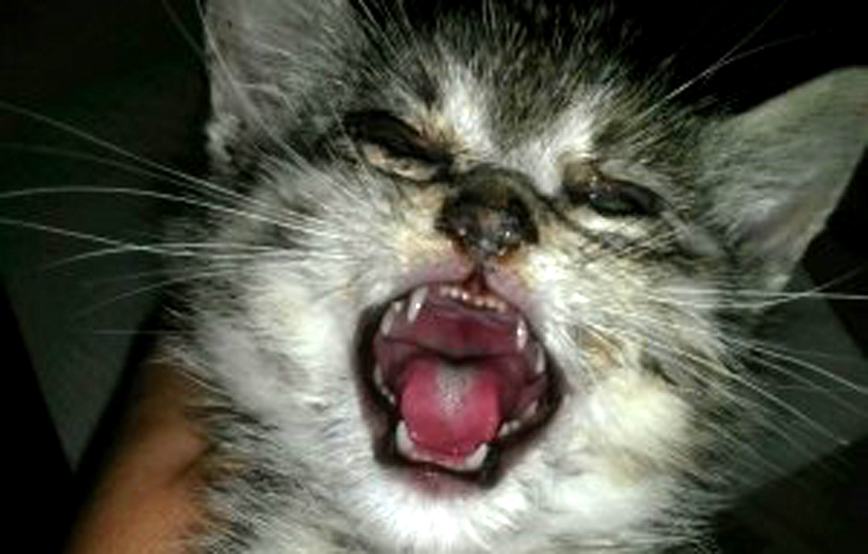 kleine katze casper notfall