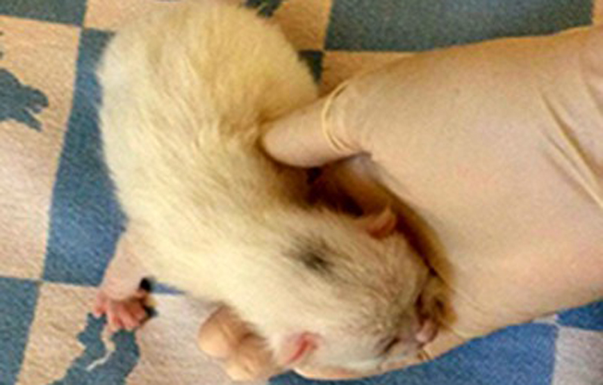 rusty trauriges auf hand