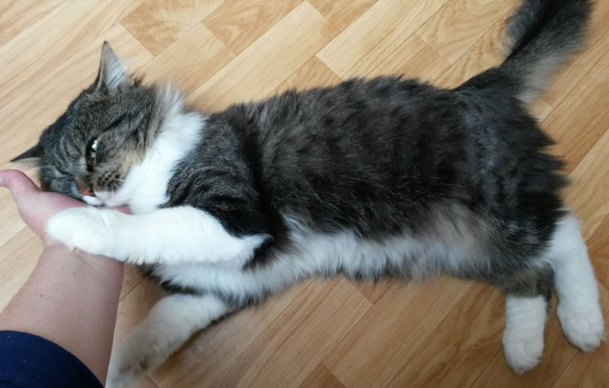 beitragsbild berni bein gebrochen