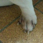 französische Bulldogge Grizu Pfote