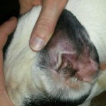 französische Bulldogge Grizu Ohr