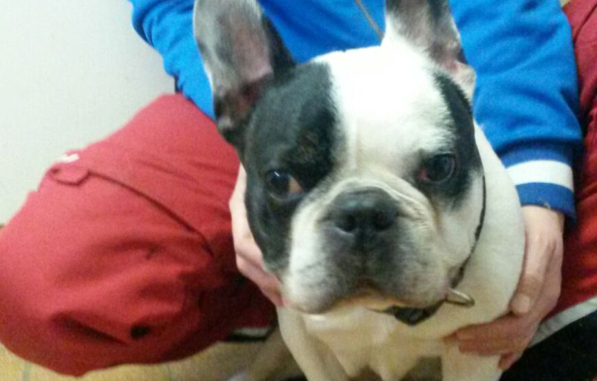 französische Bulldogge Grizu sitzt