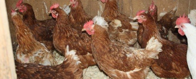 Osterzeit Hühner Rettung Käfig Unterheinsdorf