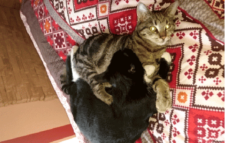 zwei Katzen kuscheln auf Bett