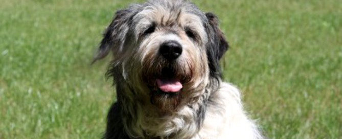 Patentier Annouschka sitzt auf Wiese