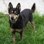 Patentier Elliot im Garten