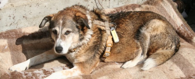 Patentier Kira genießt die Sonne