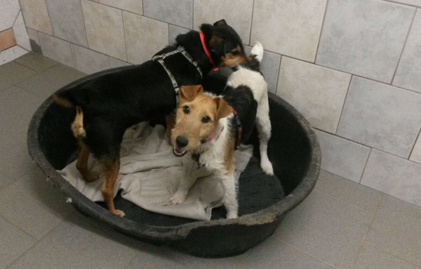 beitragsbild auslandshunde ankunft einzel korb spielen