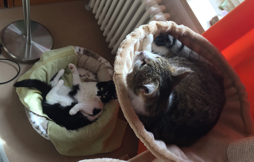 beitragsbild katzen peppi james zuhause gefunden tierschutzliga IMG_2421