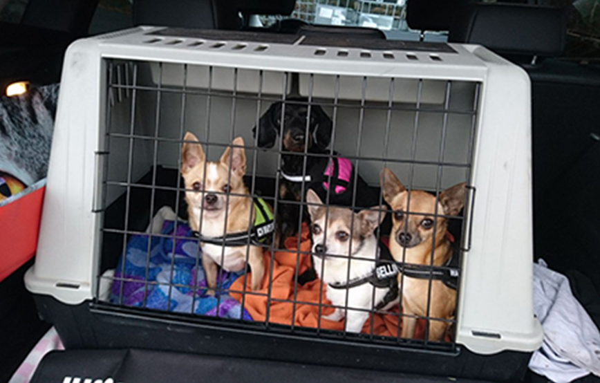 beitragsbild lila hund tagebuch tag5 rudel transportbox wollaberg