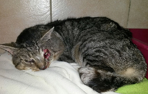 beitragsbild kater angefahren verletzt tisch tierschutzliga dorf