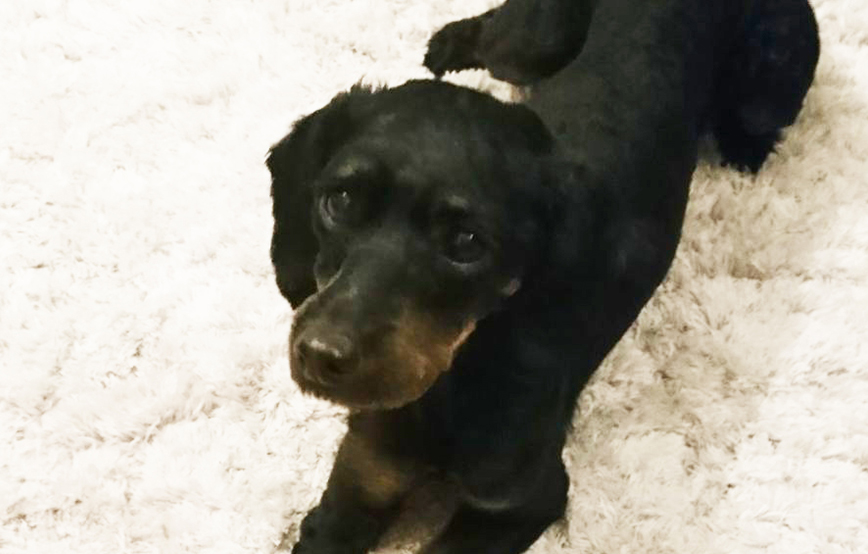 beitragsbilg lila hund tagebuch tag4 wollaberg