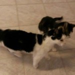 heimat katzen linda arno alt suchen wollaberg