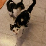 heimat katzen linda arno alt vermitteln wollaberg