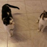 heimat katzen linda arno alt wollaberg