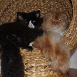 mr. scrootch loki katze selkirk rex freunde tierschutzliga